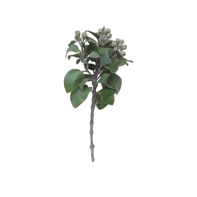 Eucalyptus Bush - Grey