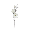 Spring Magnolia Cutting - White