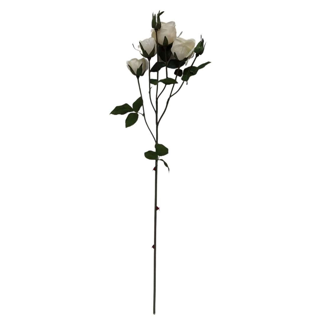 Floribunda Rose - Shell