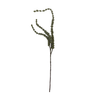 Large Amaranthus - Apple Green