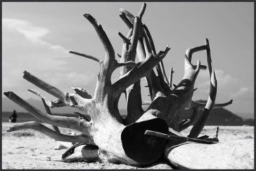 Driftwood Tempered Glass Print with Black Frame