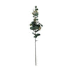 Flowering Gum Spray - Cream/Green