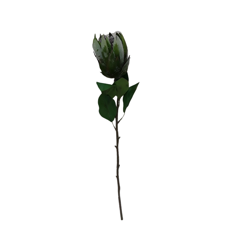 Green Garden Protea - Large