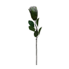 Green Garden Protea - Medium