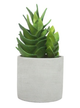 Succulent with Cement Pot