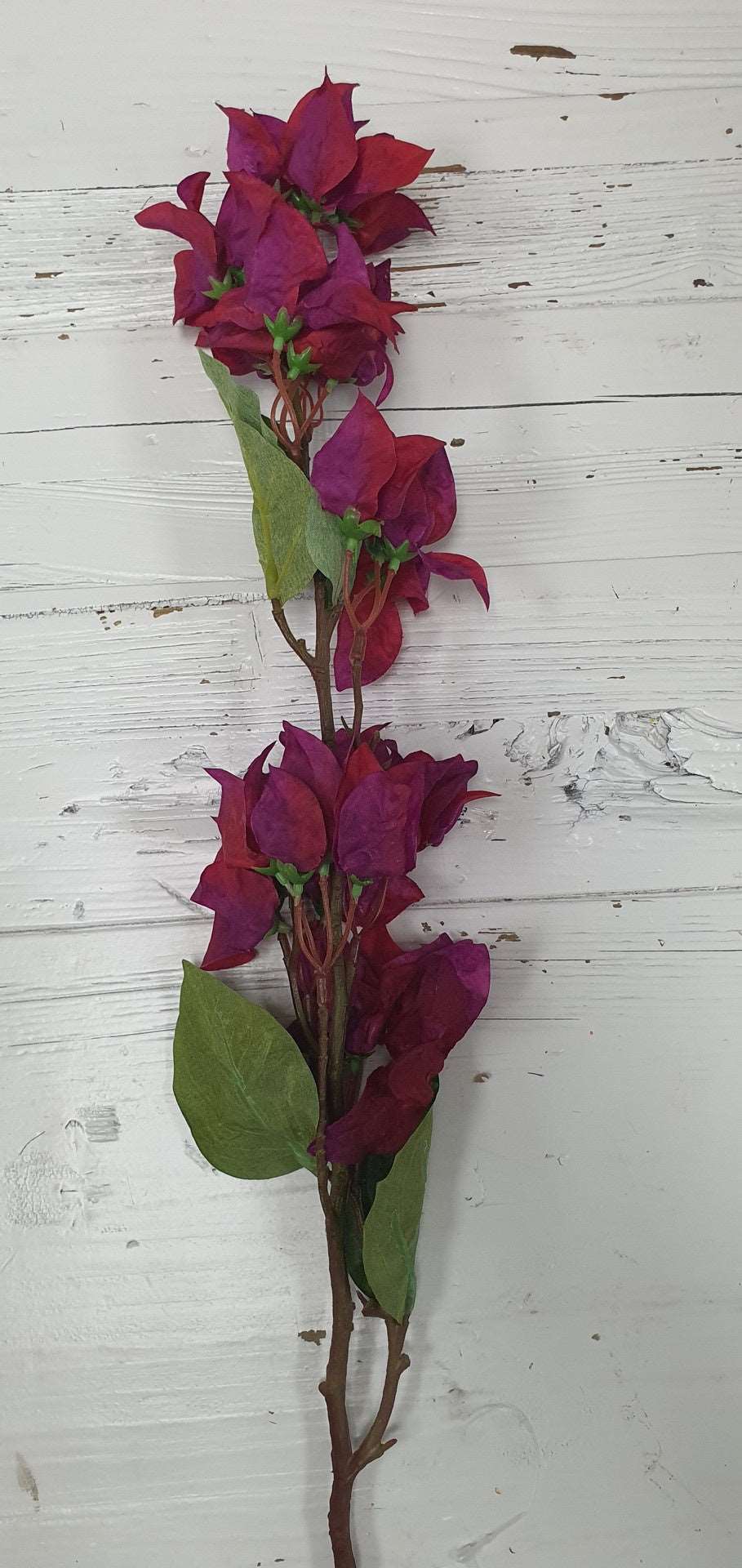 Bougainvillea Stem -Scarlet