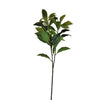 Bay Leaf Spray