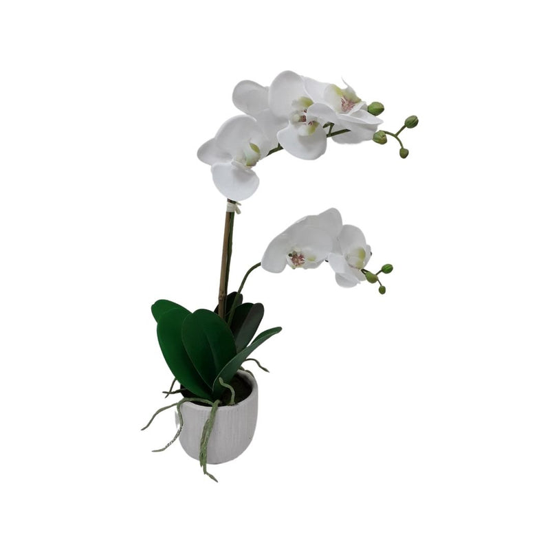 2 Flower Potted Orchid - White