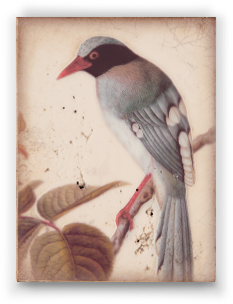 Memory Blocks - Winged Sage