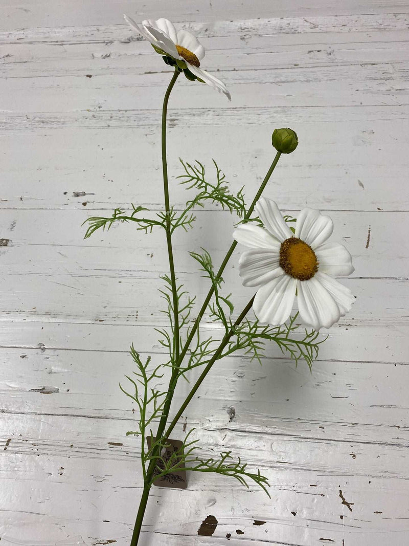 Cosmos Large - White